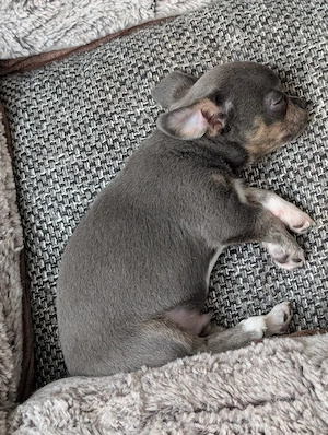 Zwei Chihuahua Rüden. Bild 4