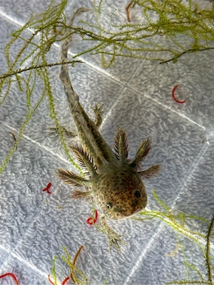 wunderschönes Axolotl Jungtier
