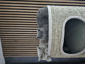 Bkh katzen 
