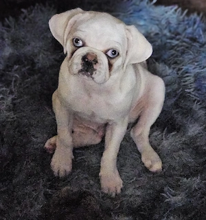 Der letzte Retro Mops Welpe sucht sein Zuhause