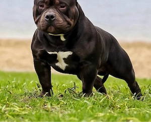 American Bully Pocket Rüde Schwarz