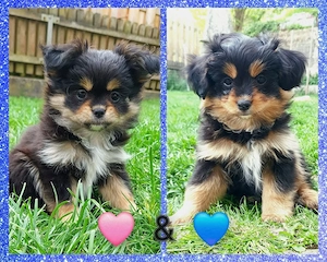 * Cavapoo Mix Pomeranien* Welpen ab Mai