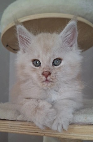 Maine Coon Kitten Kater