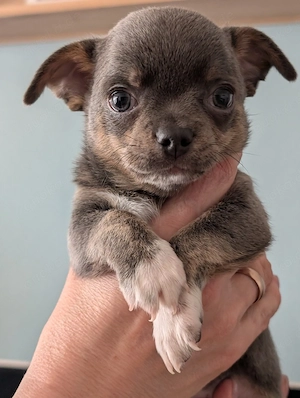 Zwei Chihuahua Rüden. Bild 7