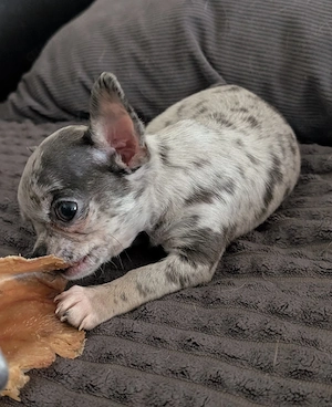 Zwei Chihuahua Rüden. Bild 8