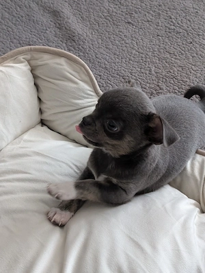 Zwei Chihuahua Rüden. Bild 6