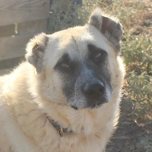 Romero, geb. ca. 12 2021, in GRIECHENLAND, auf Gelände, auf dem die Hunde notdürftig versorgt werden