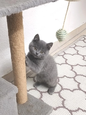 Kuschelige BKH Kitten 