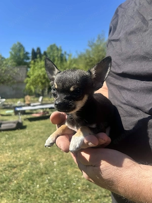 Chihuahua Welpe sucht ein neues Zuhause Bild 5