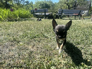 Chihuahua Welpe sucht ein neues Zuhause Bild 4