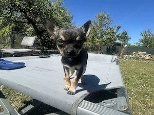 Chihuahua Welpe sucht ein neues Zuhause Bild 2