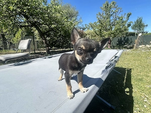 Chihuahua Welpe sucht ein neues Zuhause