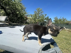 Chihuahua Welpe sucht ein neues Zuhause Bild 3