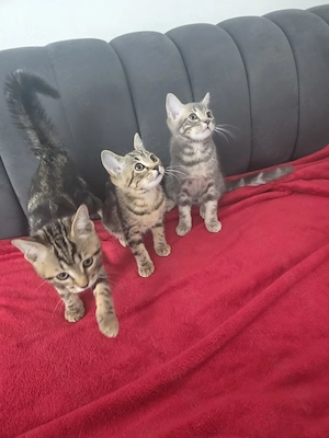 Wundervolle BKH Bengalmix Kitten