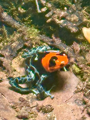 suche Ranitomeya benedicta Männchen