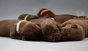 Labrador Welpen mit Ahnentafel 