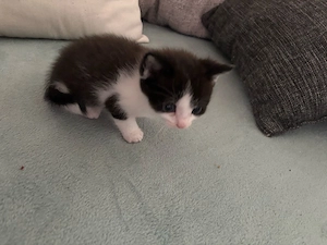 Verkaufen eine baby katze