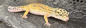 Leopardgecko Dame (Striped Nachzucht 2023) abzugeben