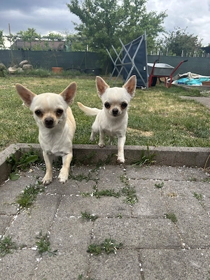 Chihuahua Weibchen Luna sucht ein tolles Zuhause