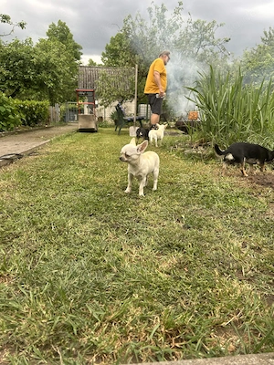Chihuahua Weibchen Luna sucht ein tolles Zuhause