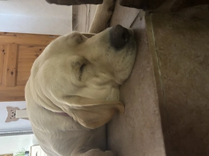 Labrador Hündin mit Papieren  Bild 4