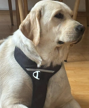 Labrador Hündin mit Papieren 