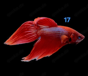 Kampffisch Männchen Betta splendens 