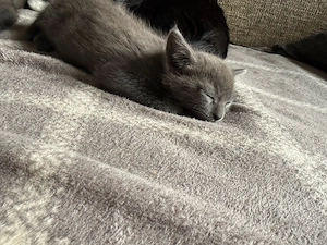 2 graue Babykatzen