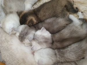 Reinrassige BKH Kitten silver shaded,,hellgrau 