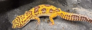 Leopardgecko Dame (Tremper Jungle High Contrast Nachzucht 2023) abzugeben