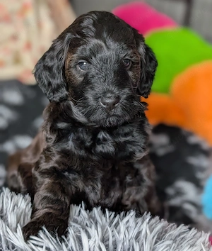 Tibidoodle Welpen, wie Pudelwelpen, Pudel x Tibet Terrier 