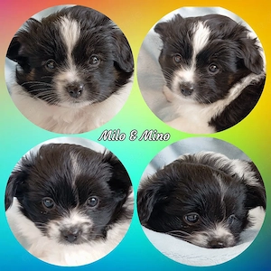 Wunderschöne Papillon Pomchi Mix Welpen 