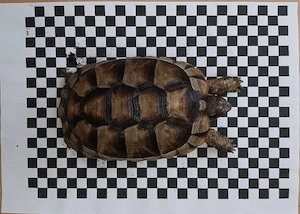 Schildkröten 