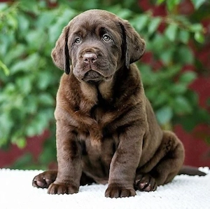 Labrador Welpin 