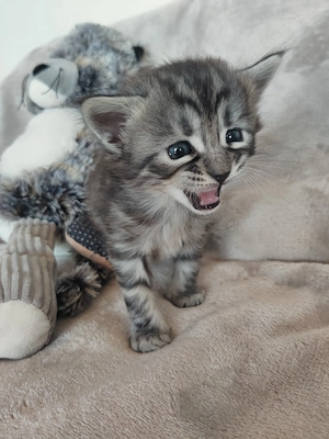 Süßes Mixkitten, Cashmere Bengal x Mainecoon
