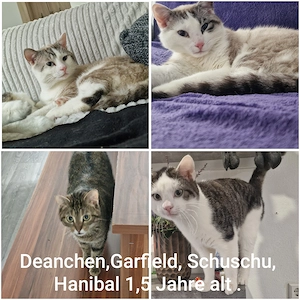 Suchen ein liebevolles Tier liebes Zuhause 