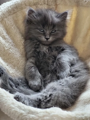 2 süße Kitten suchen ein liebevolles Zuhause. 