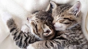 Suche Kitten