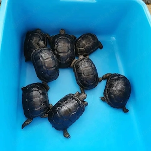 Aldabra- und Strahlenschildkröten