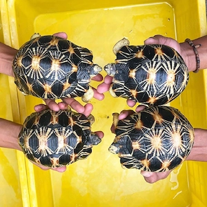 In Gefangenschaft nachgezogene Landschildkröten mit CITES-Papieren verfügbar. Bild 2