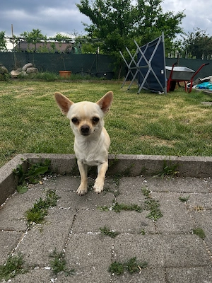 Chihuahua Weibchen Tikka sucht ein neues Zuhause