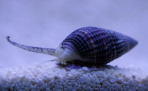 Schnecke Nassarius Meerwasser salzwasser Sandschnecke ca.2,5cm