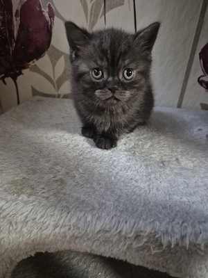 Bkh kitten Bild 5