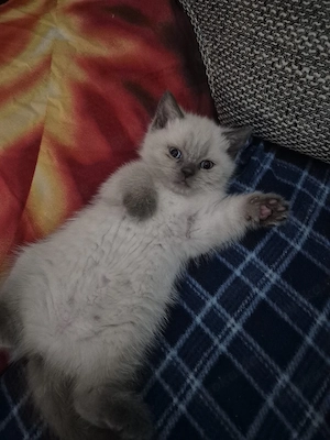Bkh kitten