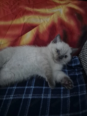 Bkh kitten Bild 2