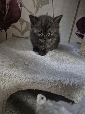 Bkh kitten Bild 9