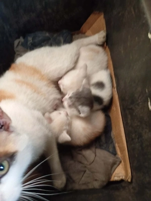 süßer kater sucht neues zuhause