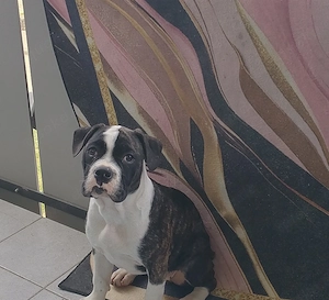 welpe Boxer mix weiblich