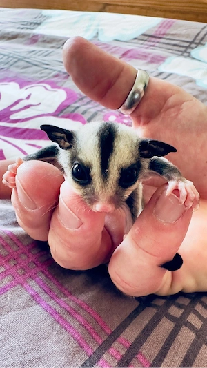 Sugar Glider Jungtier (männlich) 