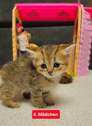 Bkh kitten Bild 4